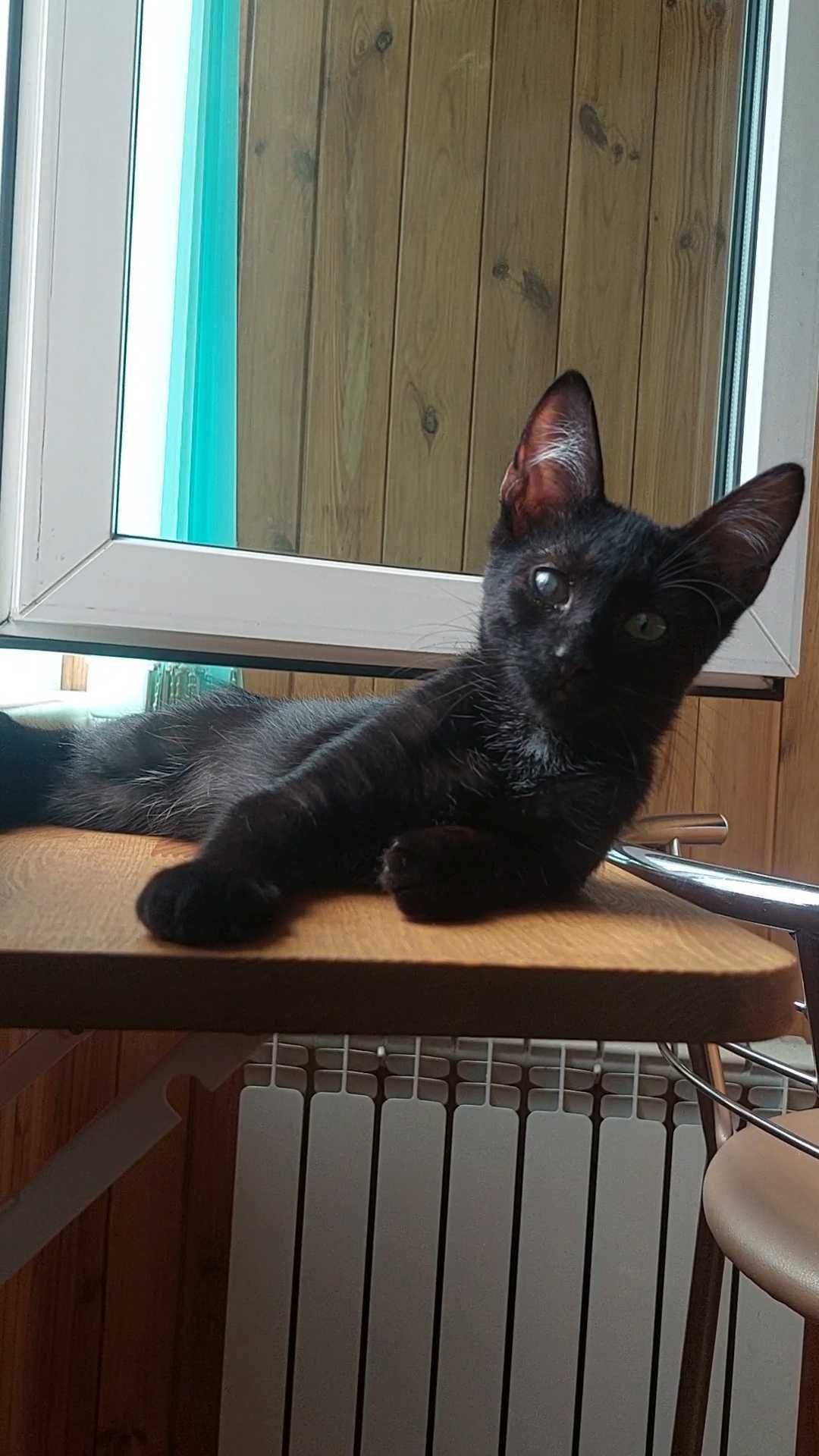 Кошеня-котозайчик, вік 3 місяці