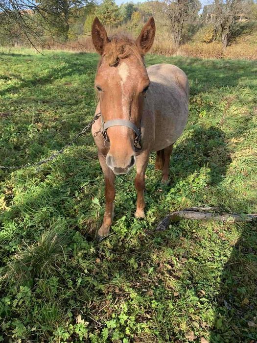 Кобила гарна 3,5 року