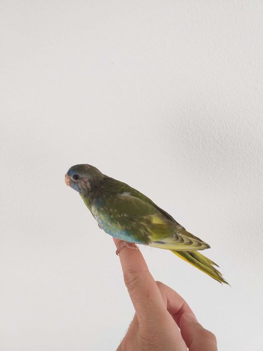 Neophema Splendida / esplêndido