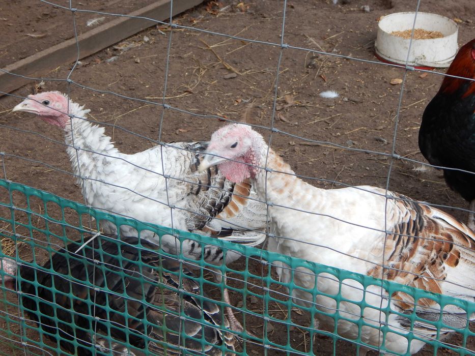 Indyki, kogut Brahma Olbrzymia