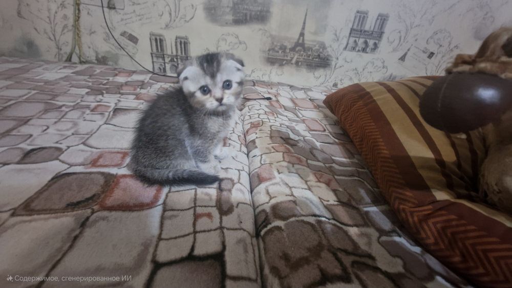 Шотландские котята