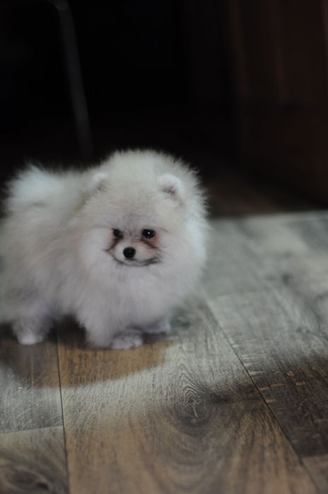 Супер детки, 100% мишки, мини размер