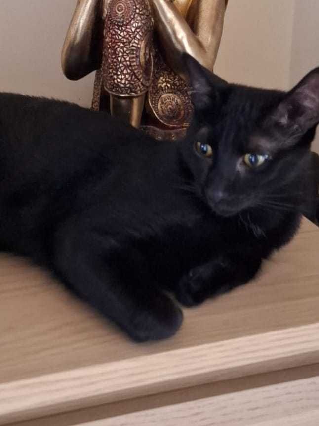 Gato e gata para adoção consciente