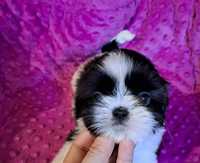 Dziewczynka  shih tzu