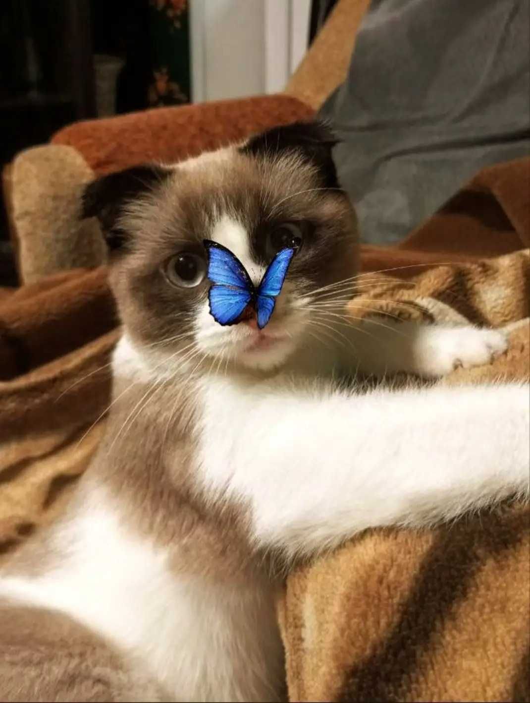 Отдам шотландского вислоухого кота