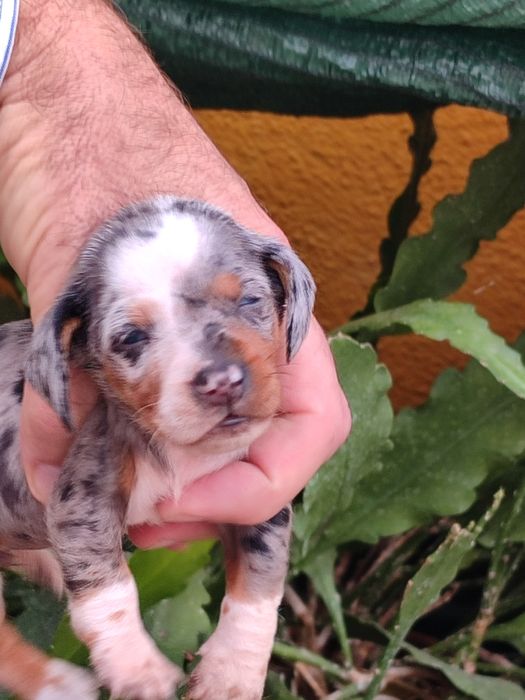 Teckel Miniatura cinza e branco