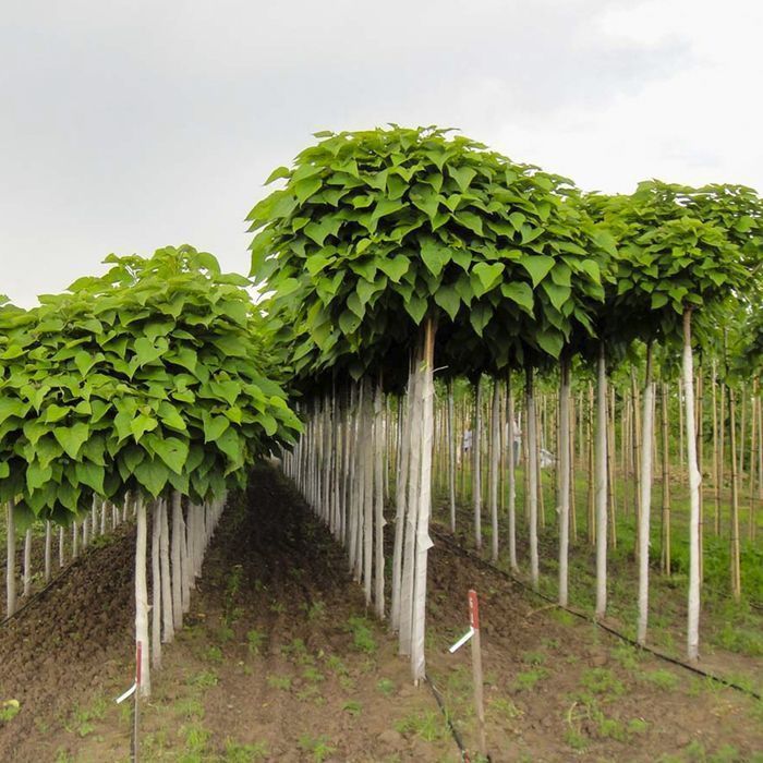 Саджанці катальпи ОПТ–Роздріб / Саженцы катальпы ОПТ–Розница
