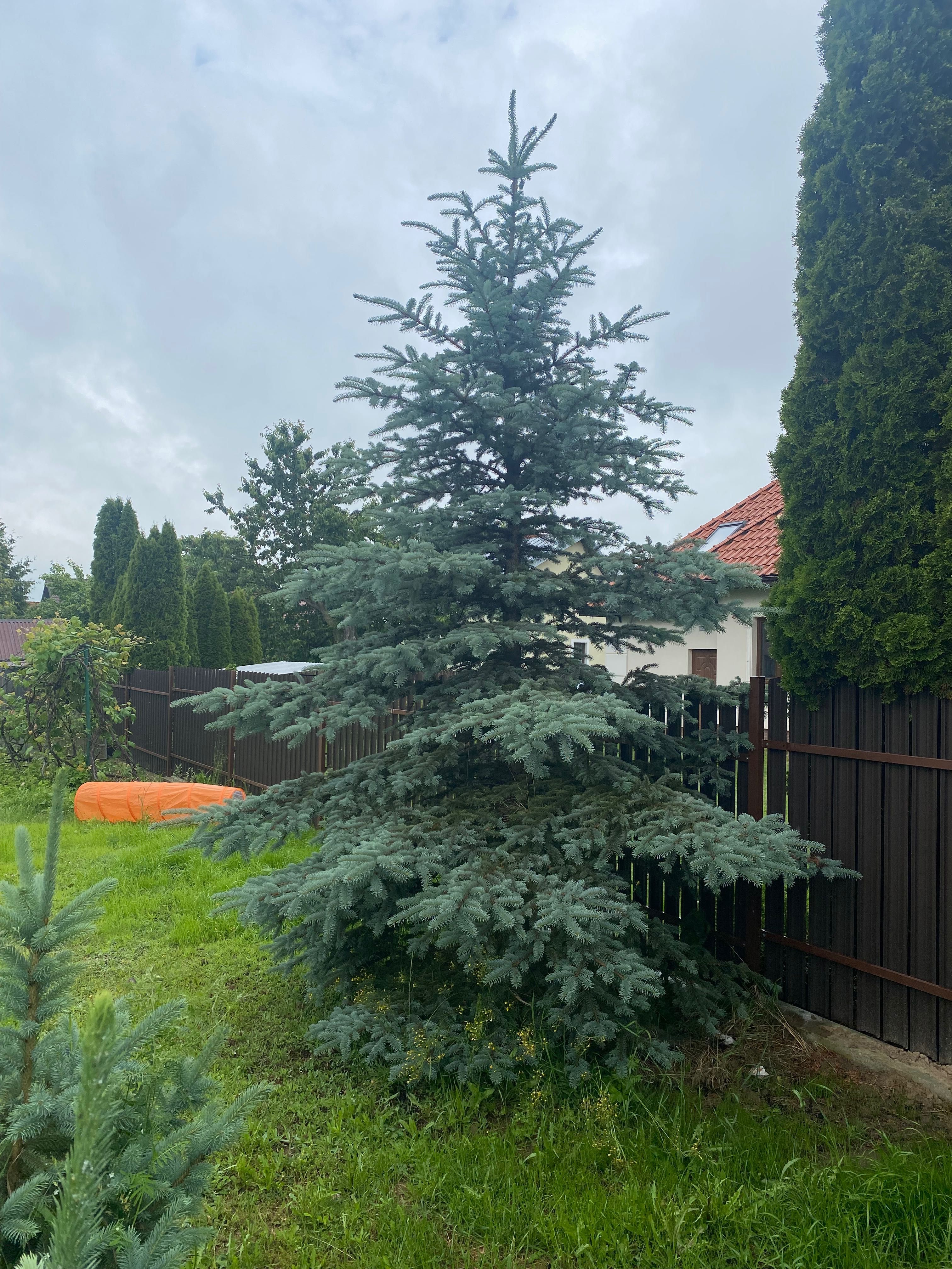 Choinki świerk srebrny prosto z pola