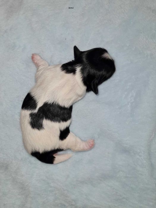 Yorkshire terrier biewer pieski