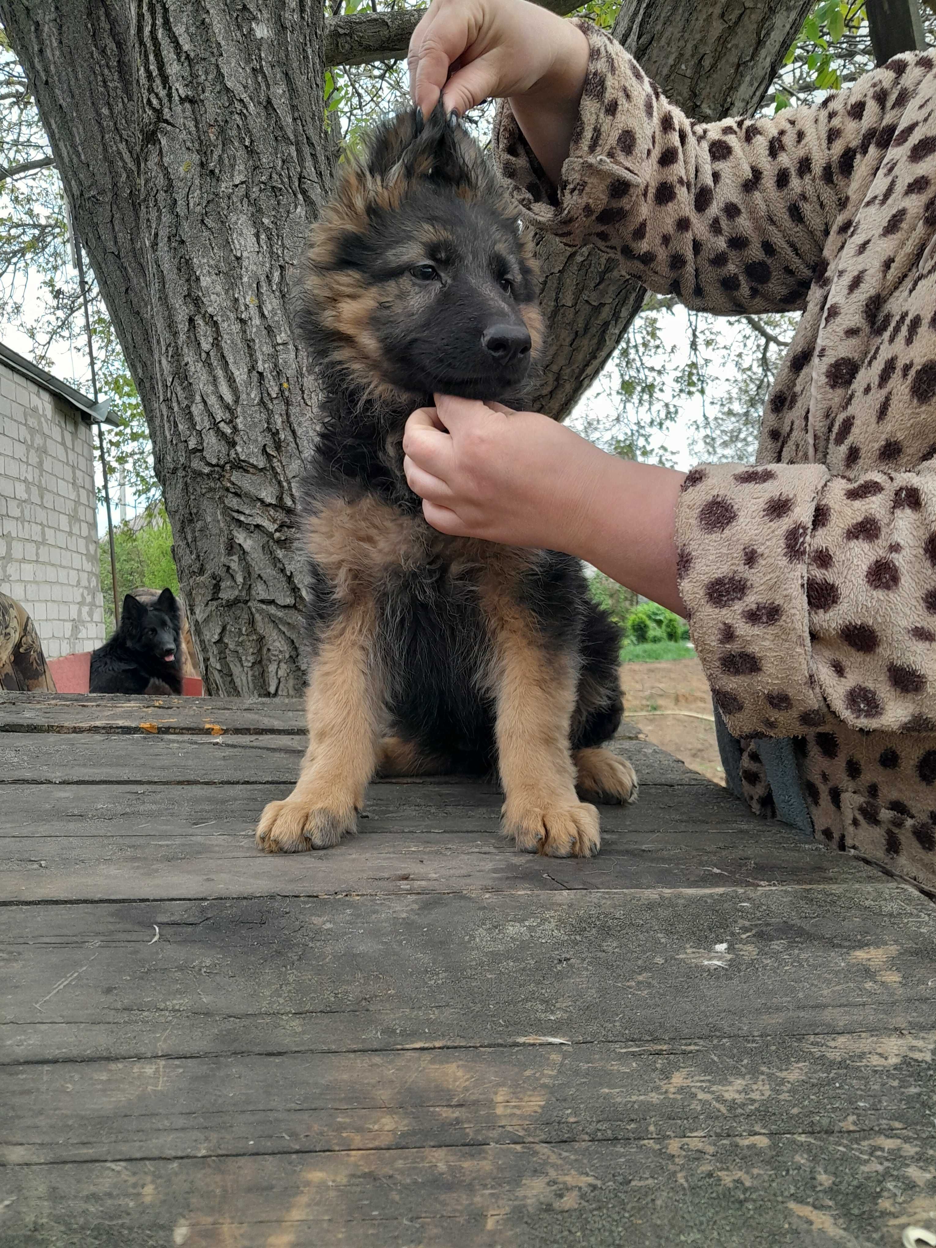 Продам цуценят німецької д/ш вівчарки.