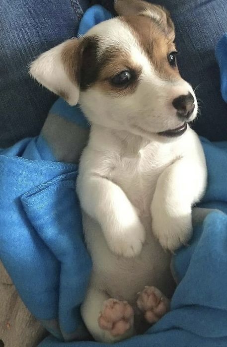 Джек Рассел терʼєр чудові цуценчтка