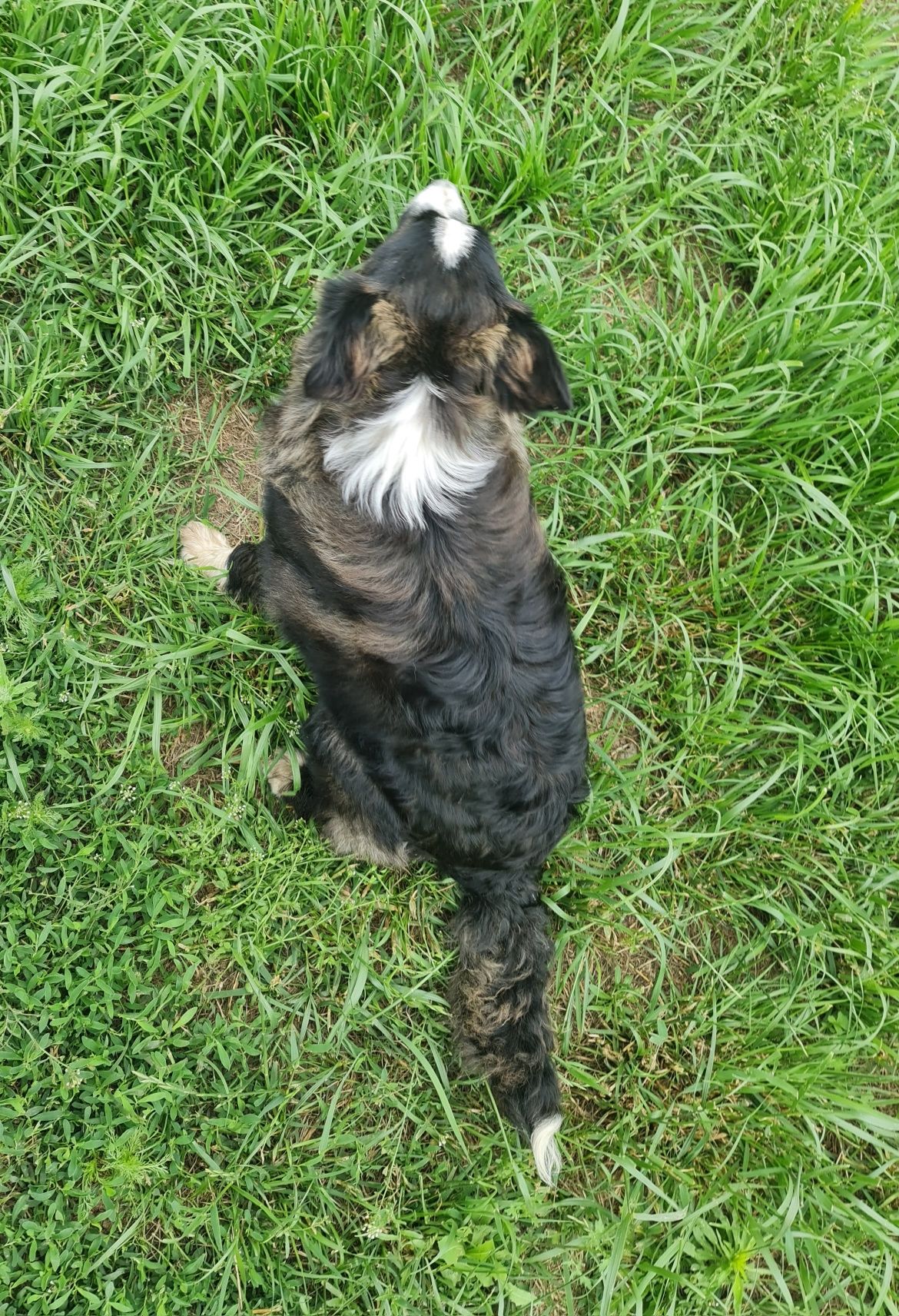 Border Collie suczka Seal