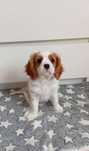 Cavalier King Charles Spaniel