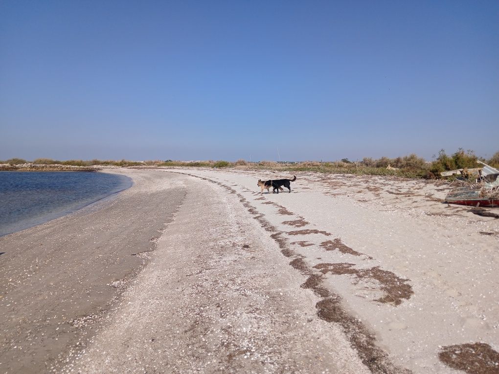 Dog walking e pet sitting