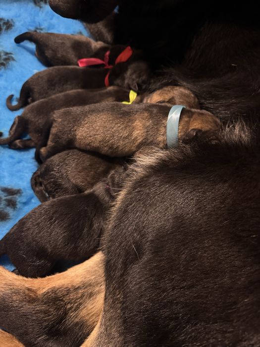 Owczarek niemiecki FCI