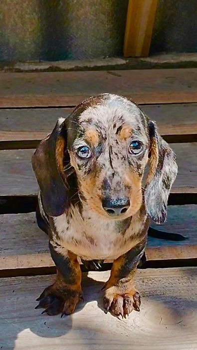 Мраморный щенок миниатюрной таксы с документами клуба