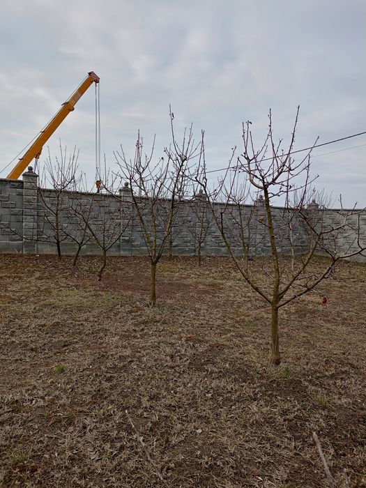 Послуги висоторізом, обрізка дерев та стрижка кущів
