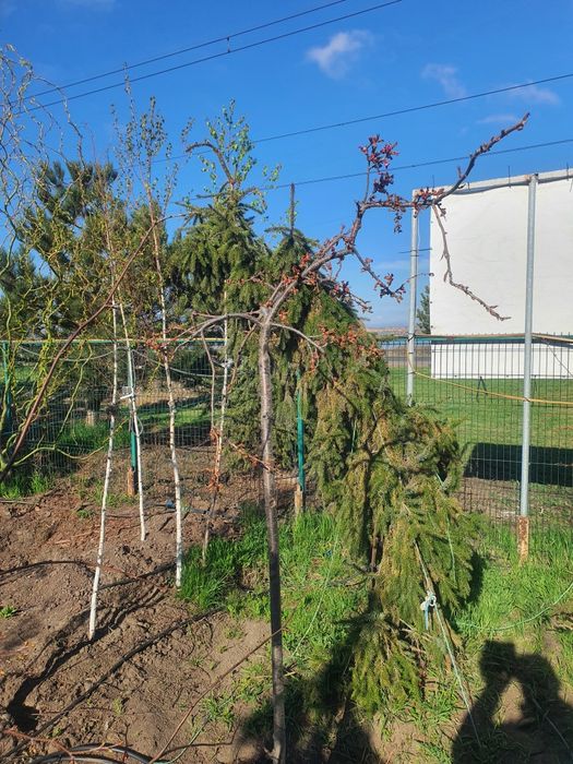 Сакура плакучая сорт канзан взрослые деревья 200см