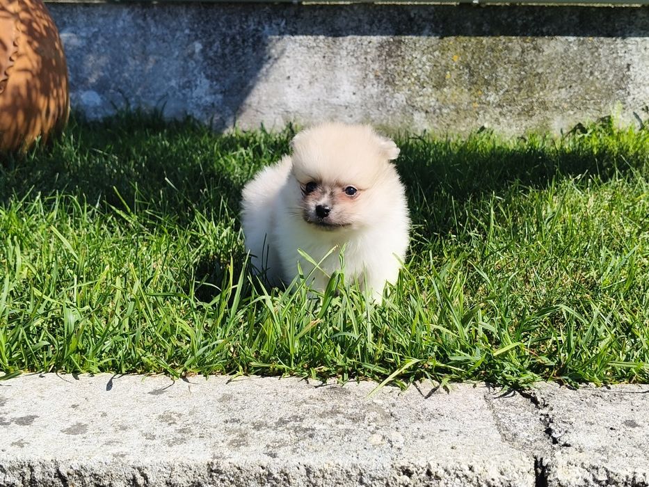 Spitz alemão machinho