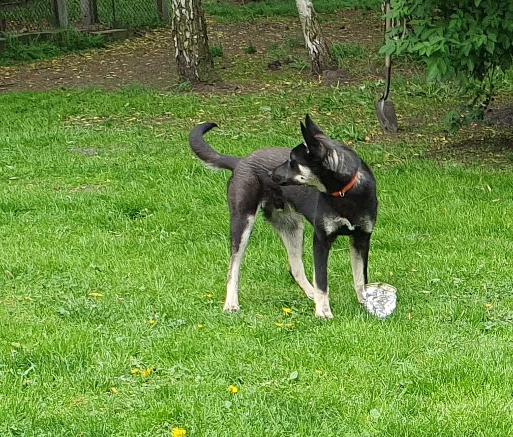 Ośmiomiesięczny Stefan do adopcji.