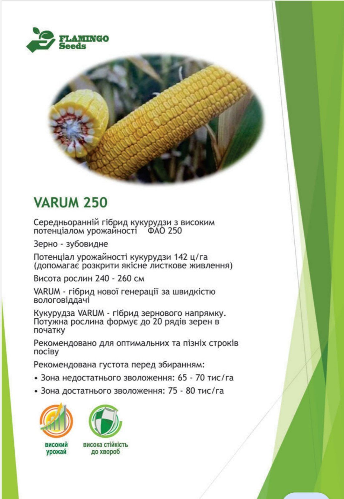 Кукурудза VARUM ФАО250