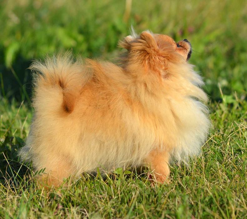 Szpic Miniaturowy Pomeranian śliczna suczka Waria ZKwP FCI rodowód