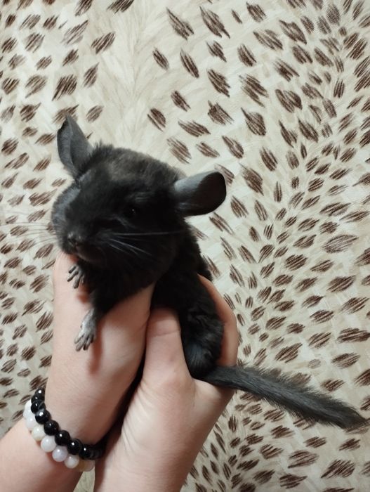 Продам 2х шиншил