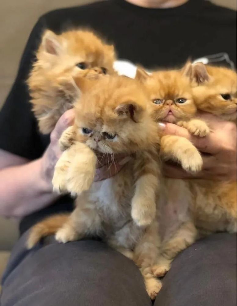 Очаровательные рыжие экзотические котята с документами! Котёнок!