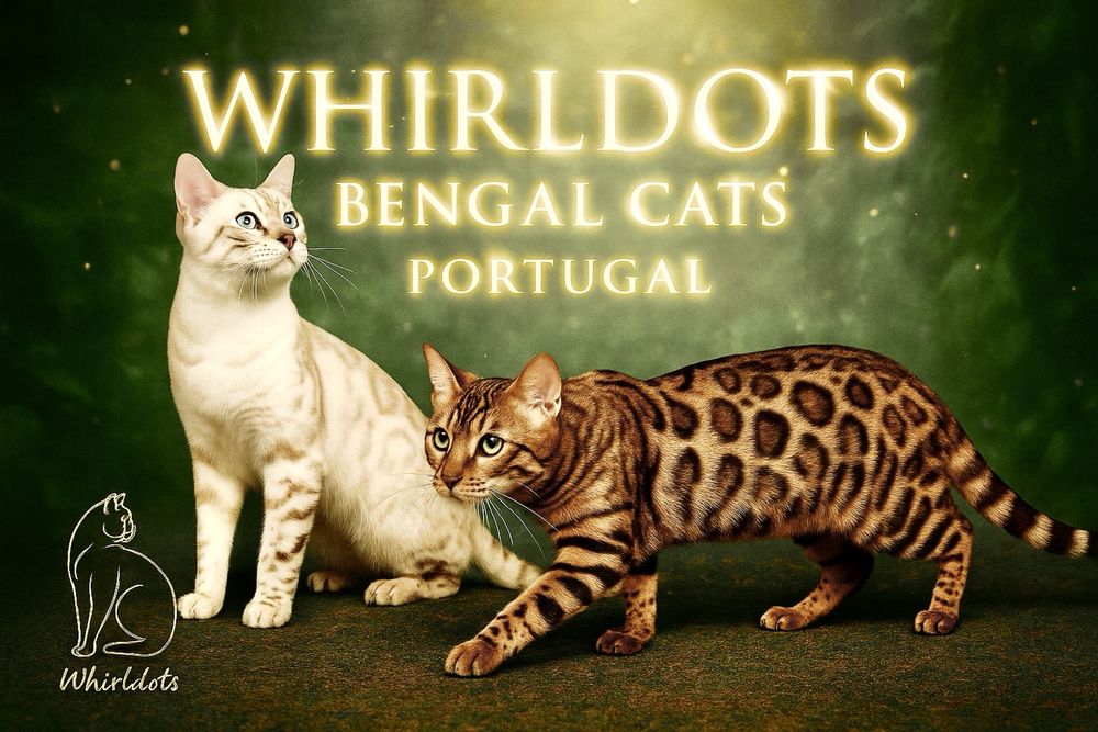 Gatinha bengal registada com LOP e vacinas