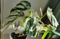 Monstera variegata szczyt