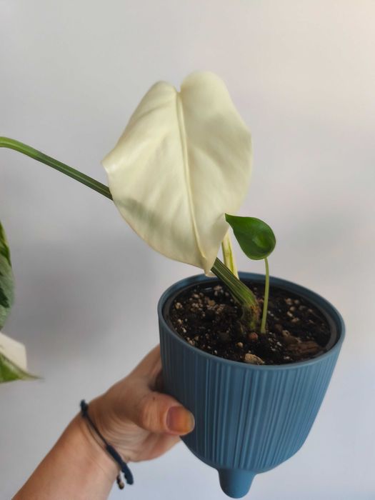 Monstera variegata 1