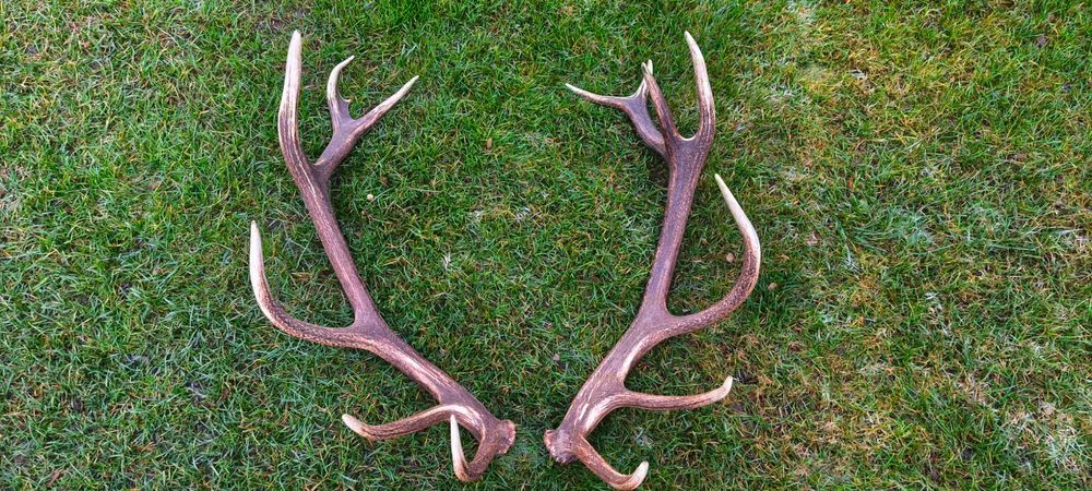 Poroże jelenia bardzo ładna para-komplet