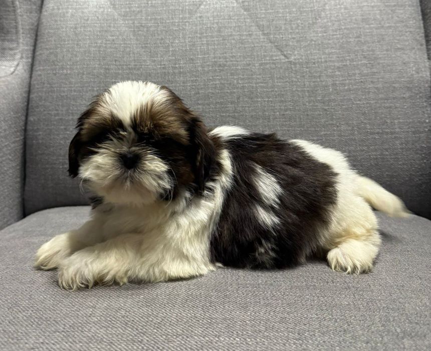 Suczka SHIH TZU o