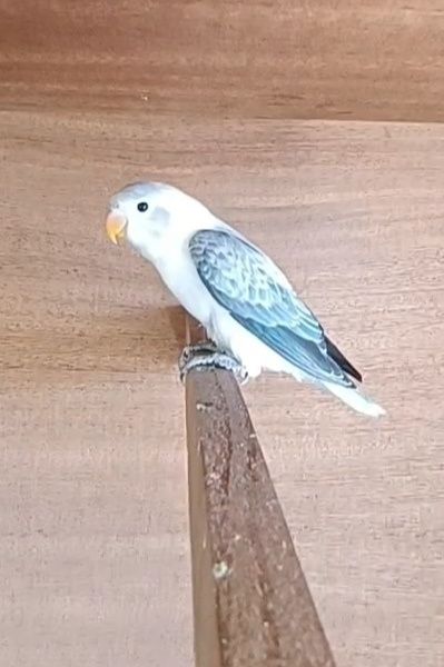 agapones para criar a mao