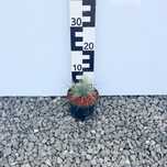 Kostrzewa sina 'Elijah Blue' 1,5L