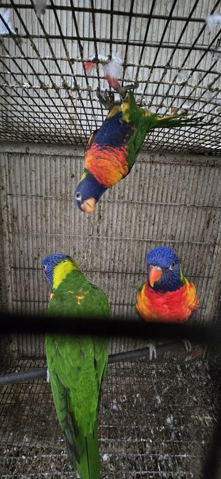 Fêmea Loris Molucanos