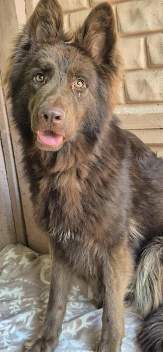 Do adopcji - czekoladowa piękność