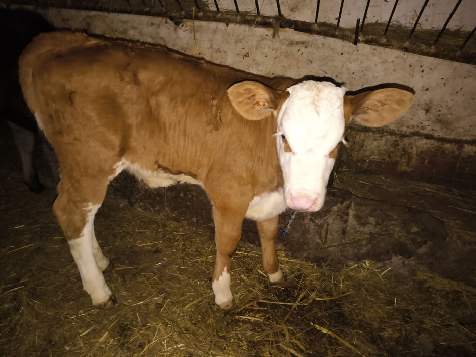 Sprzedam byczki i jalowki