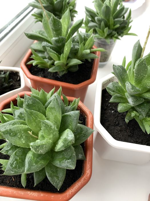 Сукуленти,хавортія купер