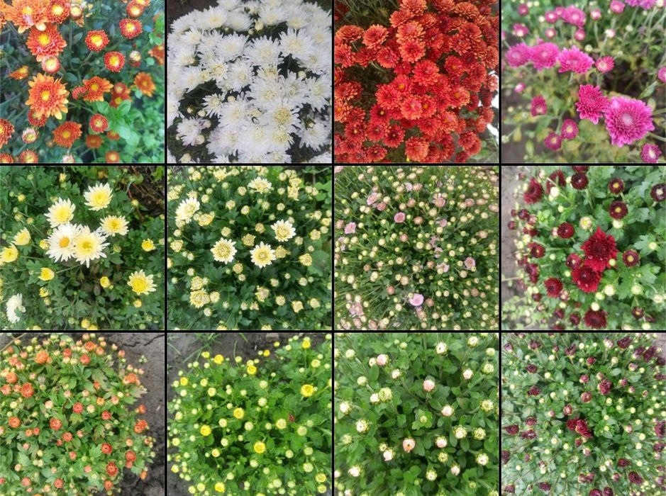 Розпродаж хризантем