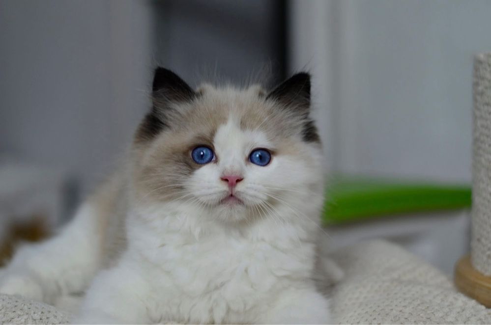 Ragdoll Cudny Kocurek Ciro