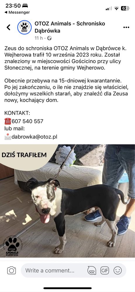 Pies czarno biały amstaf pit bull Gościno