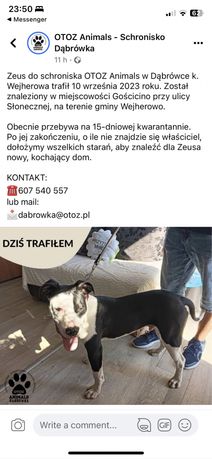 Pies czarno biały amstaf pit bull Gościno