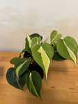 Philodendron cream splash