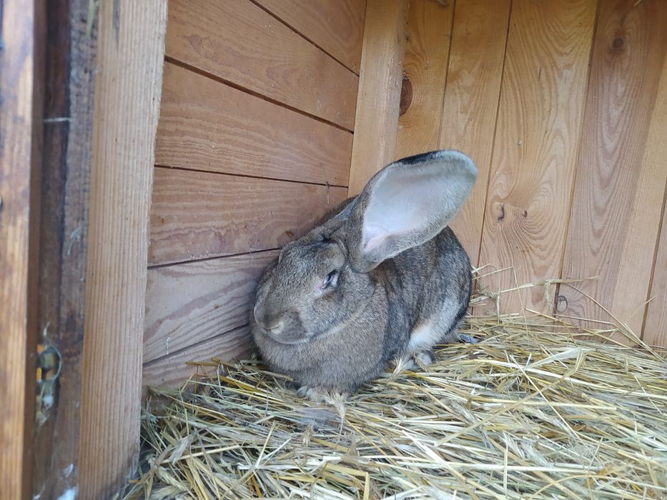 Królik samica Belg