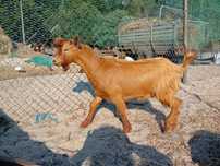 Cabrito para vender