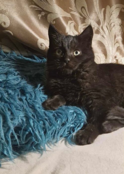 Чорне кошенятко хлопчик шукає найкращий дім! Котик 2 місяці.