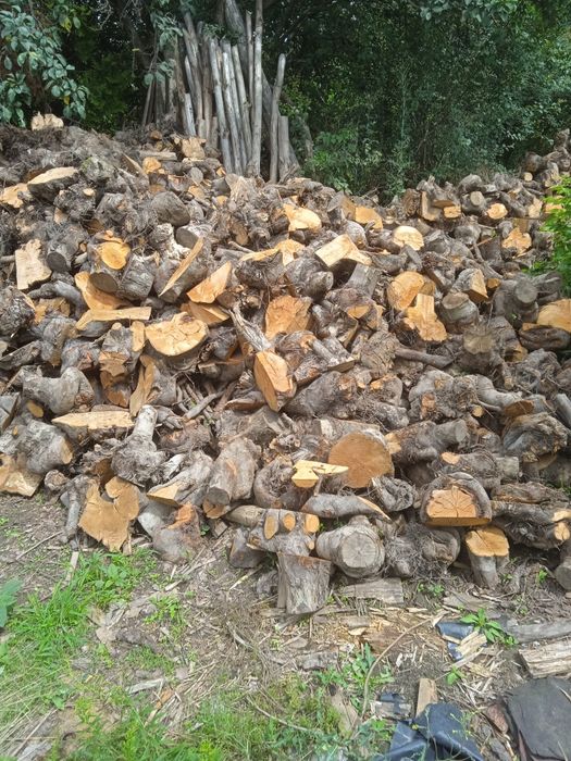 Drewno opałowe pieńki jabłoń