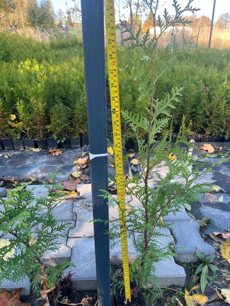 Tuja Thuja Brabant 80-90 cm