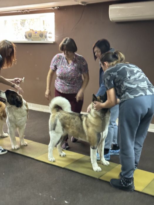 Хендлінг зал хендлер дресирування собак кінолог